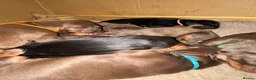 Dobermann dogs for sale: Beautiful Doberman puppies  - Advert 1