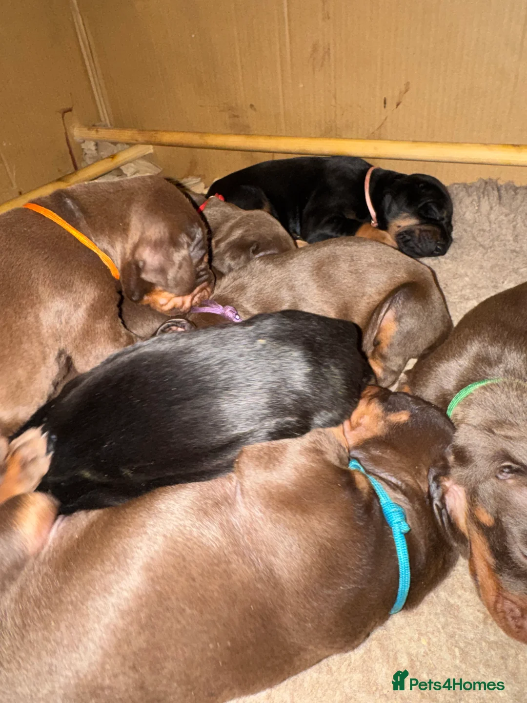 Dobermann dogs for sale: Beautiful Doberman puppies  - Advert 1