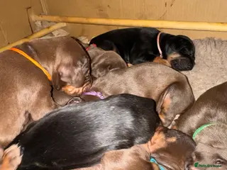 Dobermann dogs Beautiful Doberman puppies - Advert 1