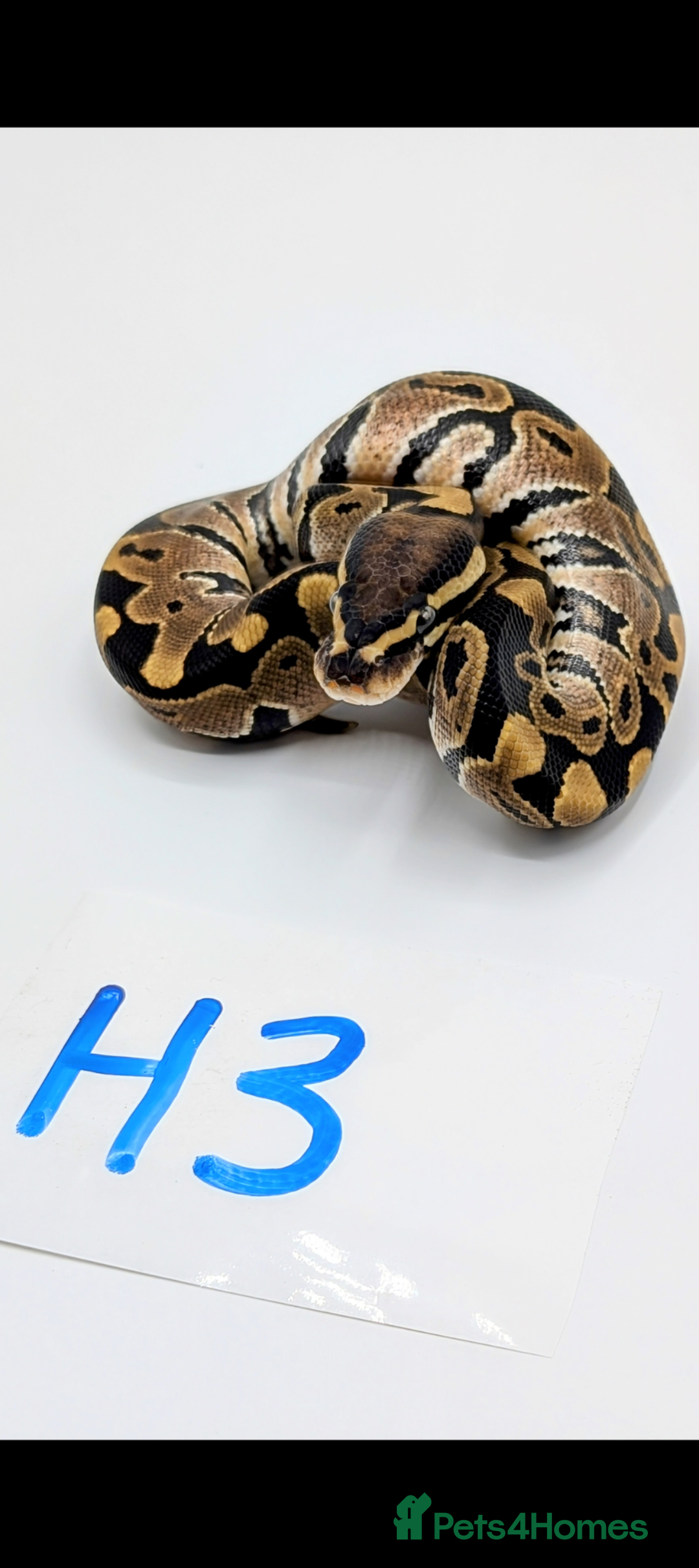Python Snake reptiles for sale: Range of Royal Pythons - Advert 7
