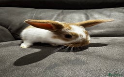Mini Lop rabbits for sale: Stunning Mini Lop Bucks  - Image 17