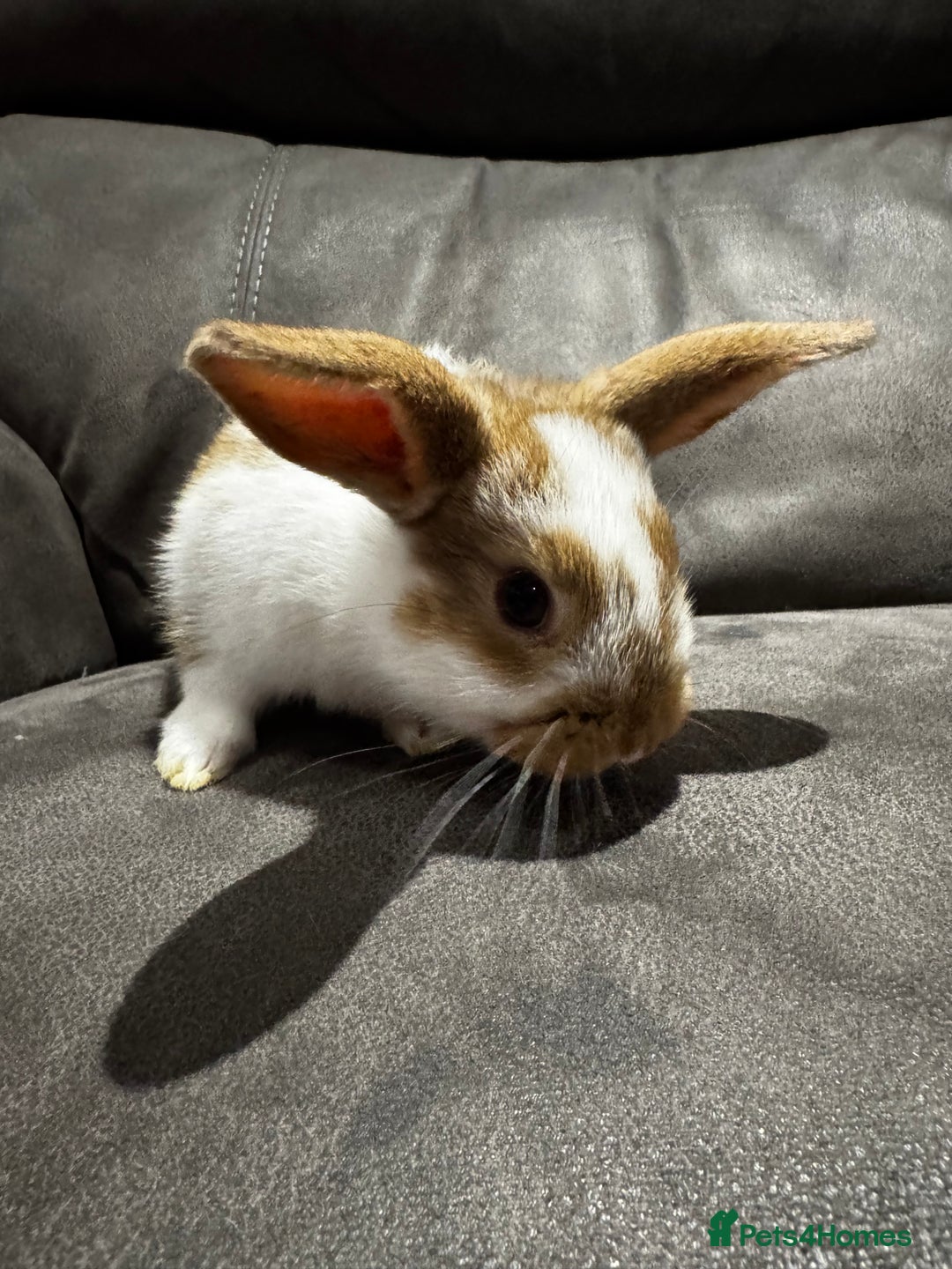 Mini Lop rabbits for sale: Stunning Mini Lop Bucks  - Image 17