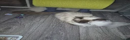 Ragdoll cats for sale: Only Male from first time mummy - Advert 8