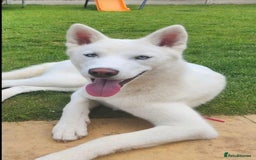 Siberian Husky dogs for sale: Beautiful Siberian Husky - Image 6