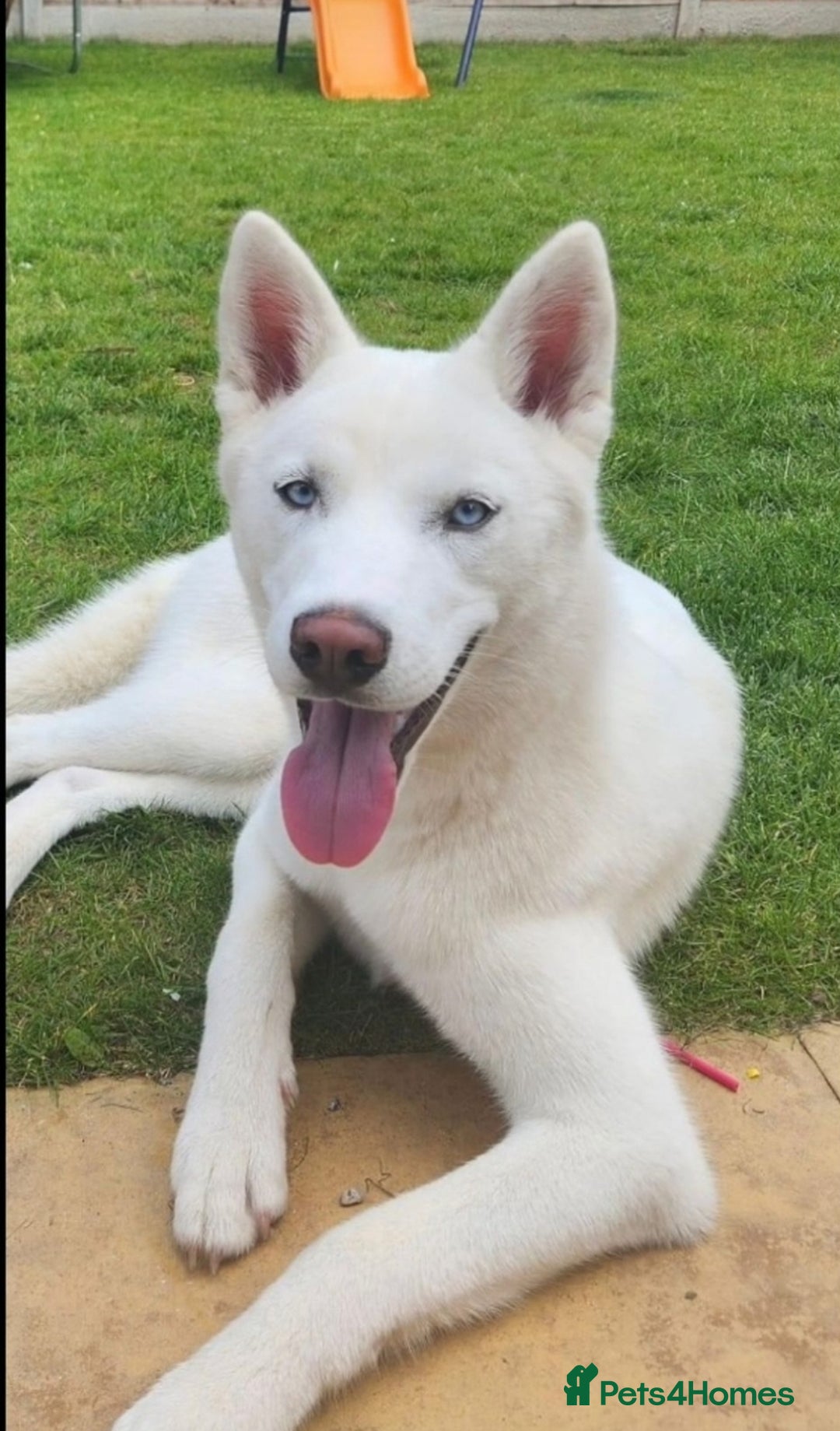Siberian Husky dogs for sale: Beautiful Siberian Husky - Image 6