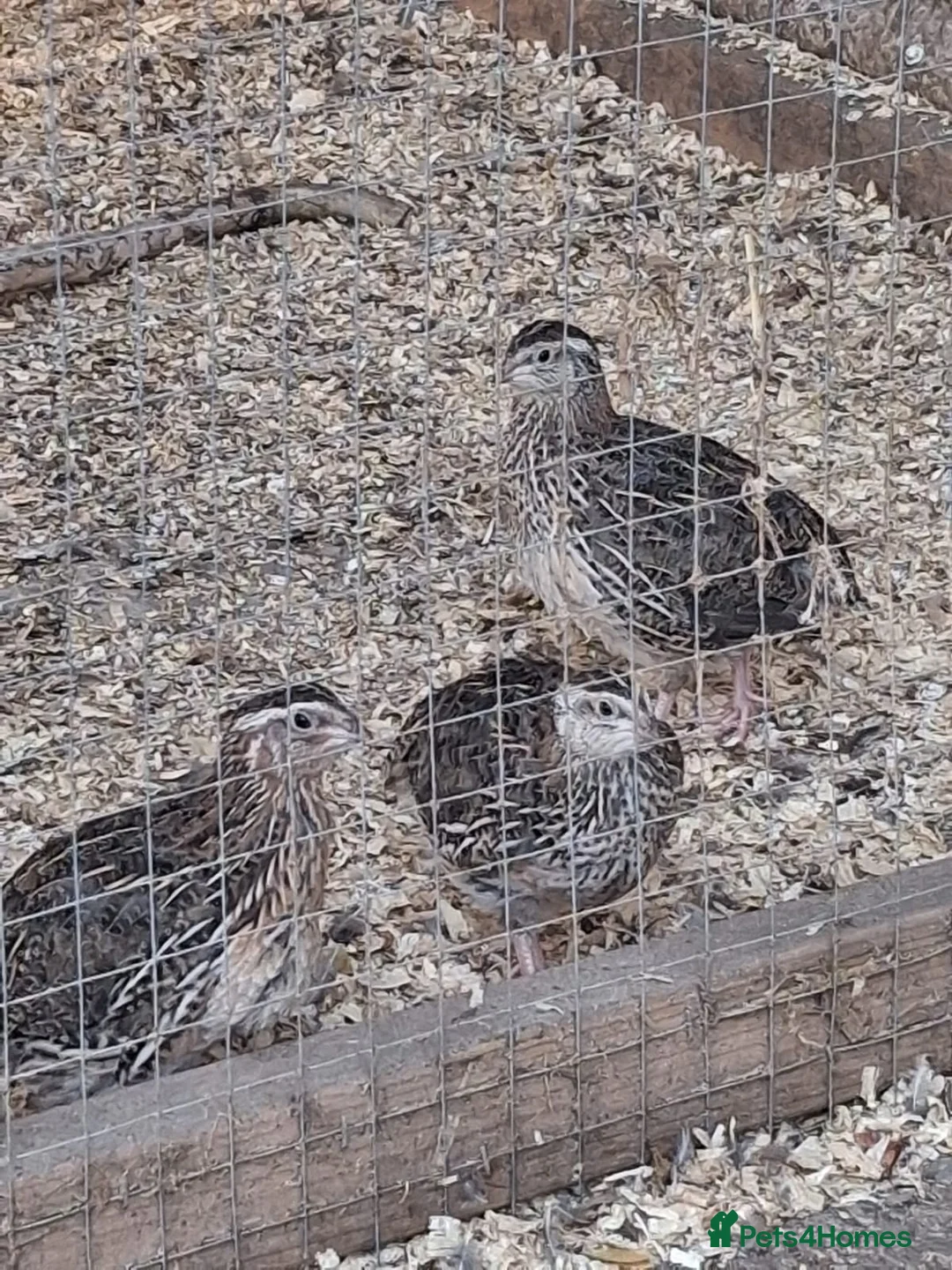 Quail poultry for sale: Coturnix Quail - Females and Males for sale - Advert 5