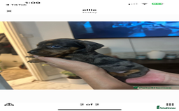 Miniature Dachshund dogs for sale: Miniature dachshund puppy female -Muffin - Image 2