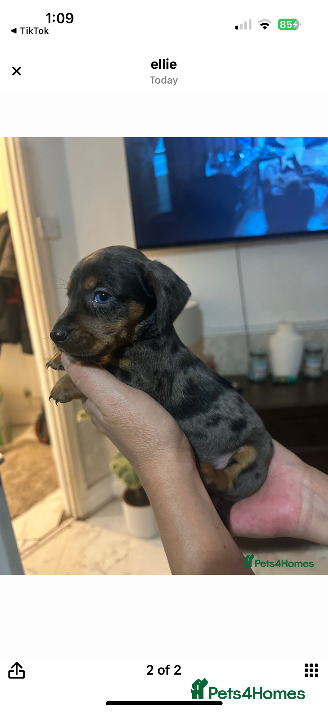 Miniature Dachshund dogs for sale: Miniature dachshund puppy female -Muffin - Image 2