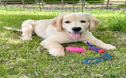 Golden Retriever dogs for sale: Daisy House Trained Retriever Healthy Puppy - Image 2
