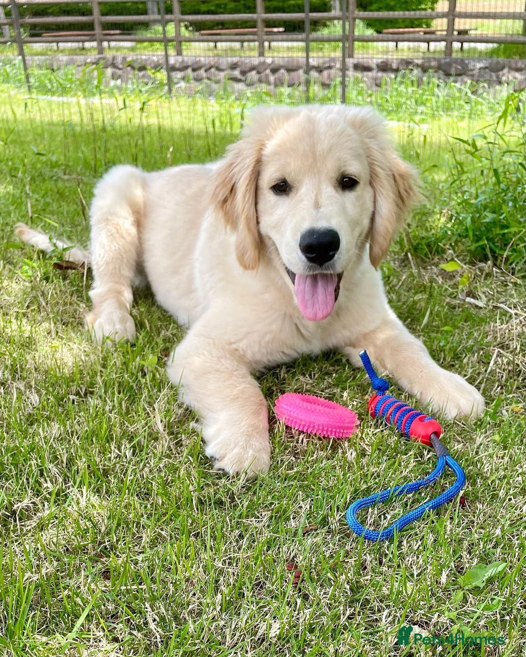 Golden Retriever dogs for sale: Daisy House Trained Retriever Healthy Puppy - Image 2