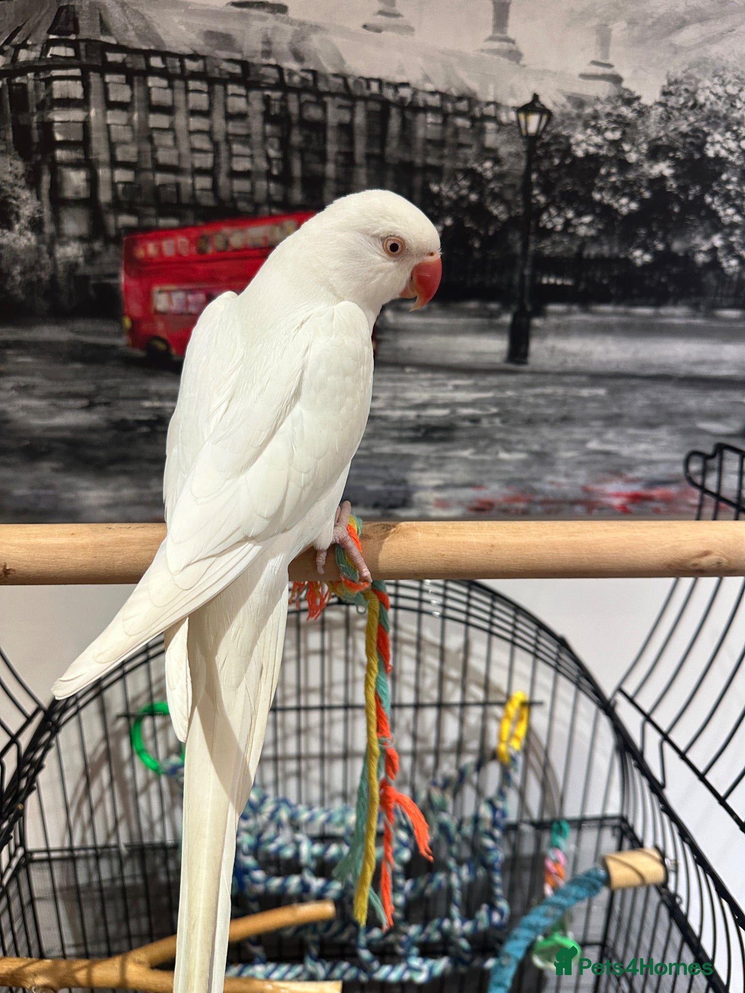 Ringnecks birds for sale: female  - Advert 1