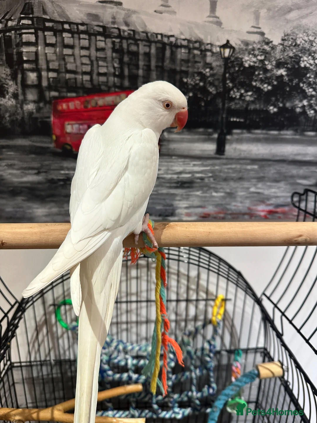 Ringnecks birds for sale: female  in Ipswich - Advert 1