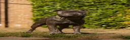 Staffordshire Bull Terrier dogs for stud: Amazing Blue Staffordshire Bull Terrier For Stud - Advert 7