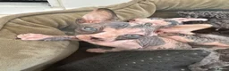 Sphynx cats for sale: Adorable sphinx kittens - Advert 13