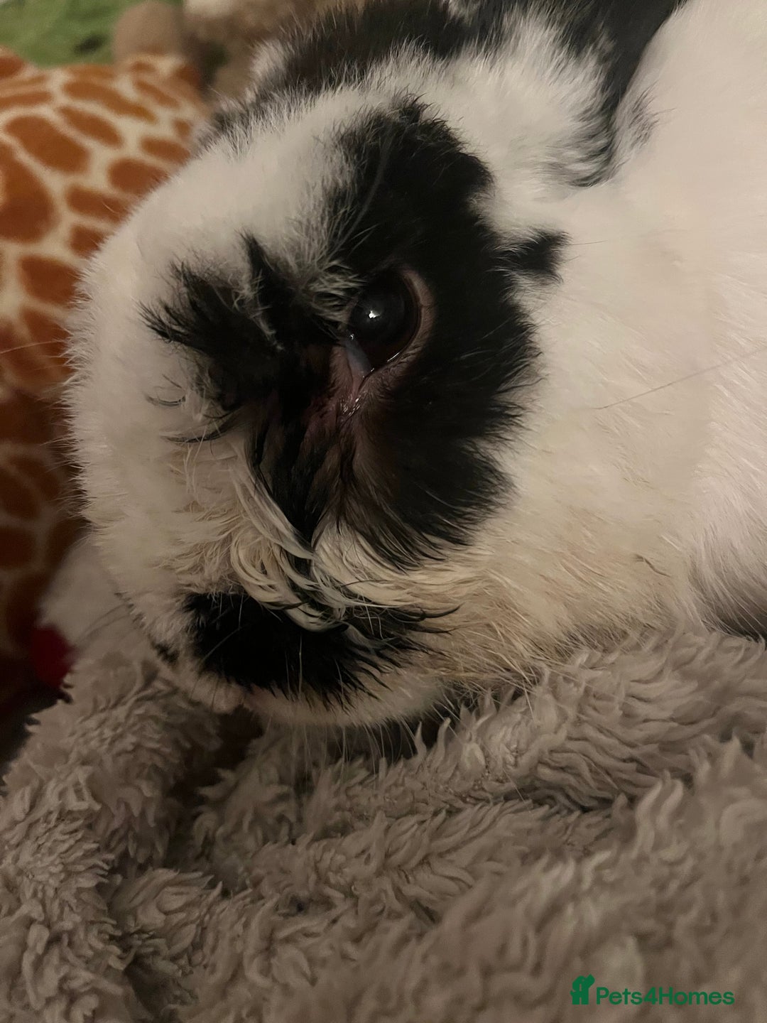 Mixed Breed rabbits for sale: Male rabbit thumper for rehoming - Advert 4