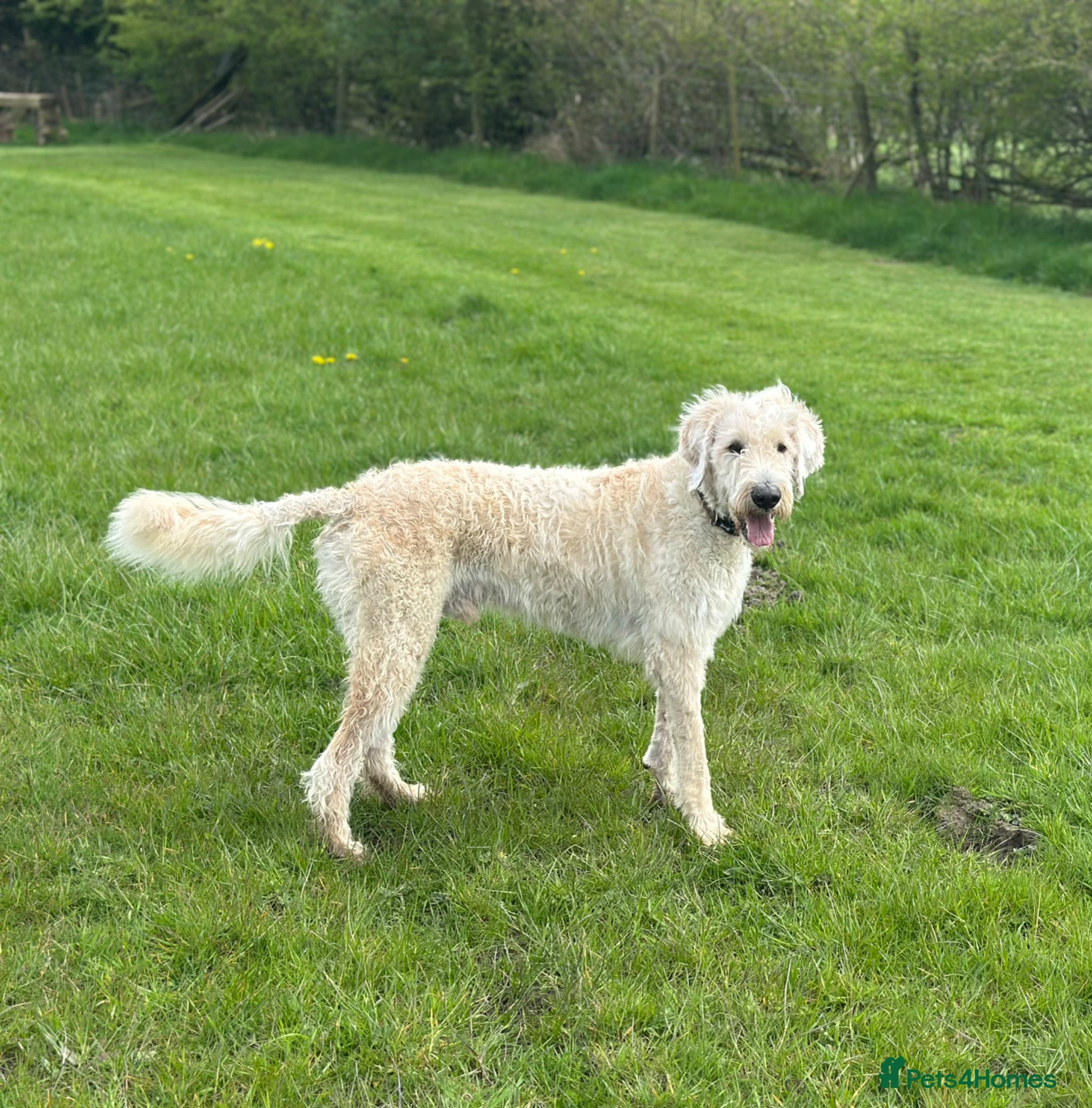 Mixed Breed dogs ST /BERNADOODLE BOY 10 MONTHS OLD - Advert 16