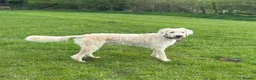 Mixed Breed dogs for sale: ST /BERNADOODLE BOY 10 MONTHS OLD - Advert 1