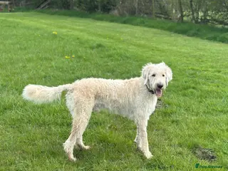 Mixed Breed dogs ST /BERNADOODLE BOY 10 MONTHS OLD - Advert 16
