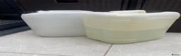Goldfish fish for sale: reef marine fish tank  - Advert 14