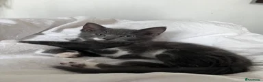 Mixed Breed 4