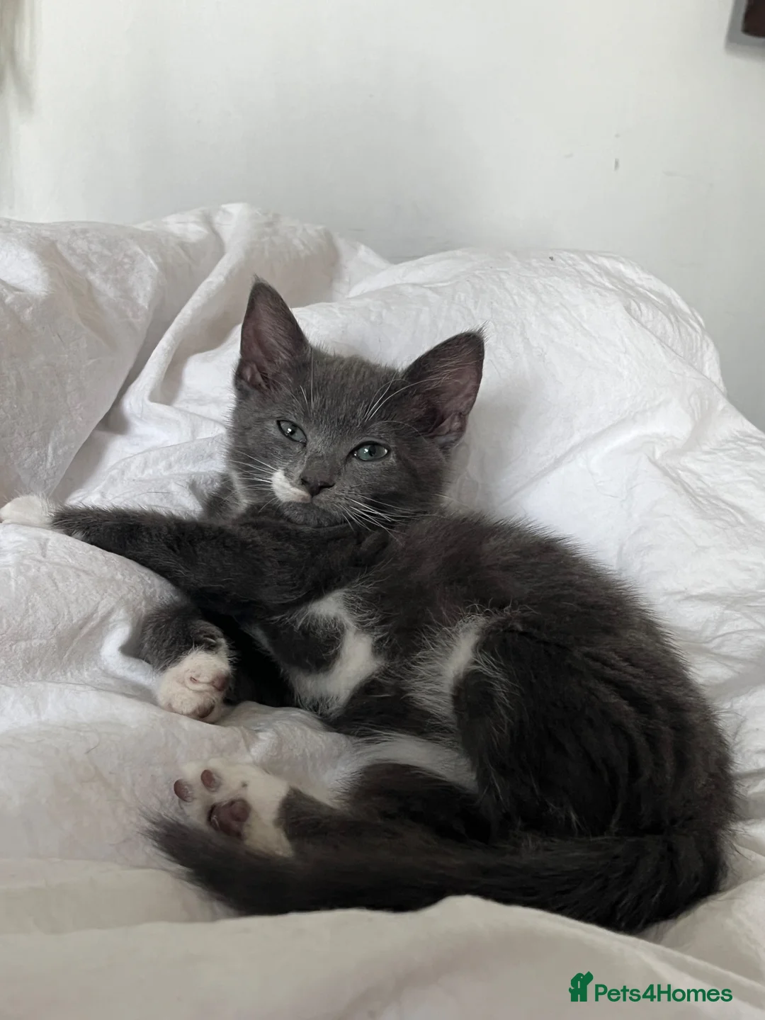 Mixed Breed cats for sale: Kittens with large personalities  in London - Advert 18