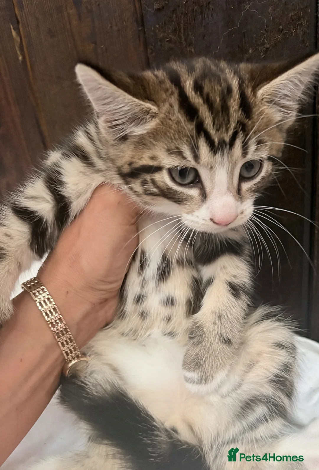 Siberian cats for sale: Beautiful part Siberian tiger striped boy left !!  - Advert 2