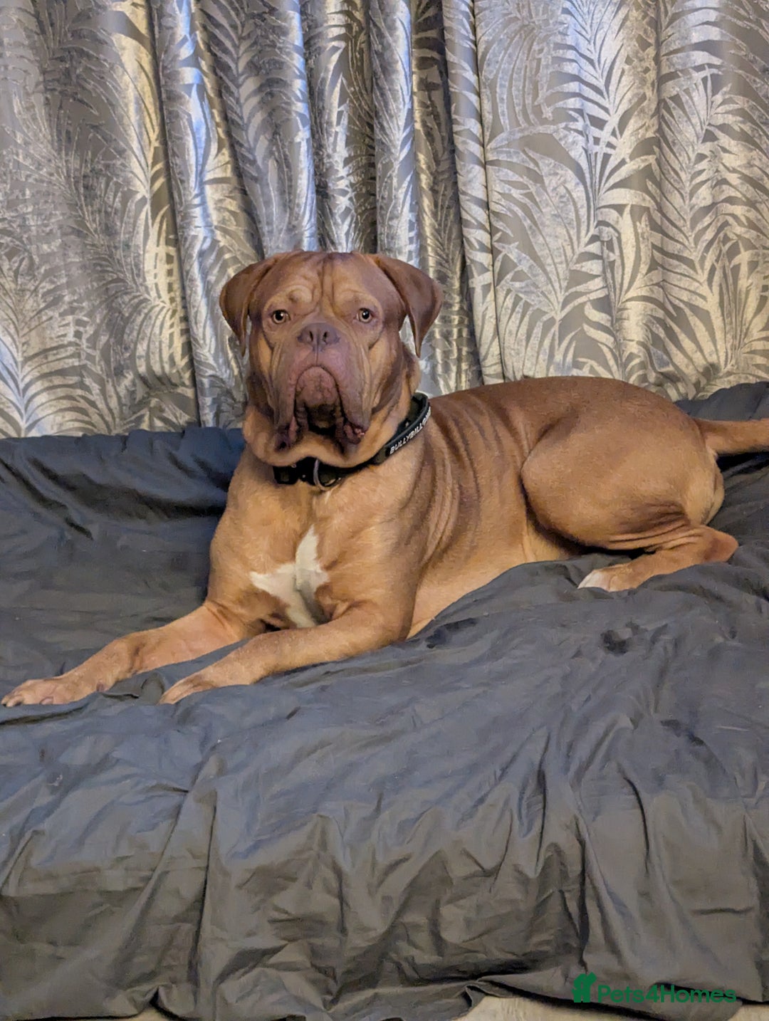 Dogue De Bordeaux dogs for sale: 2 YEAR OLD MALE DOGUE DE BORDEAUX KC REGISTERED - Advert 3