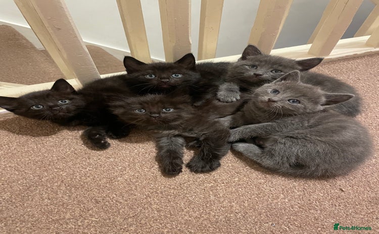 Mixed Breed cats - Advert 2