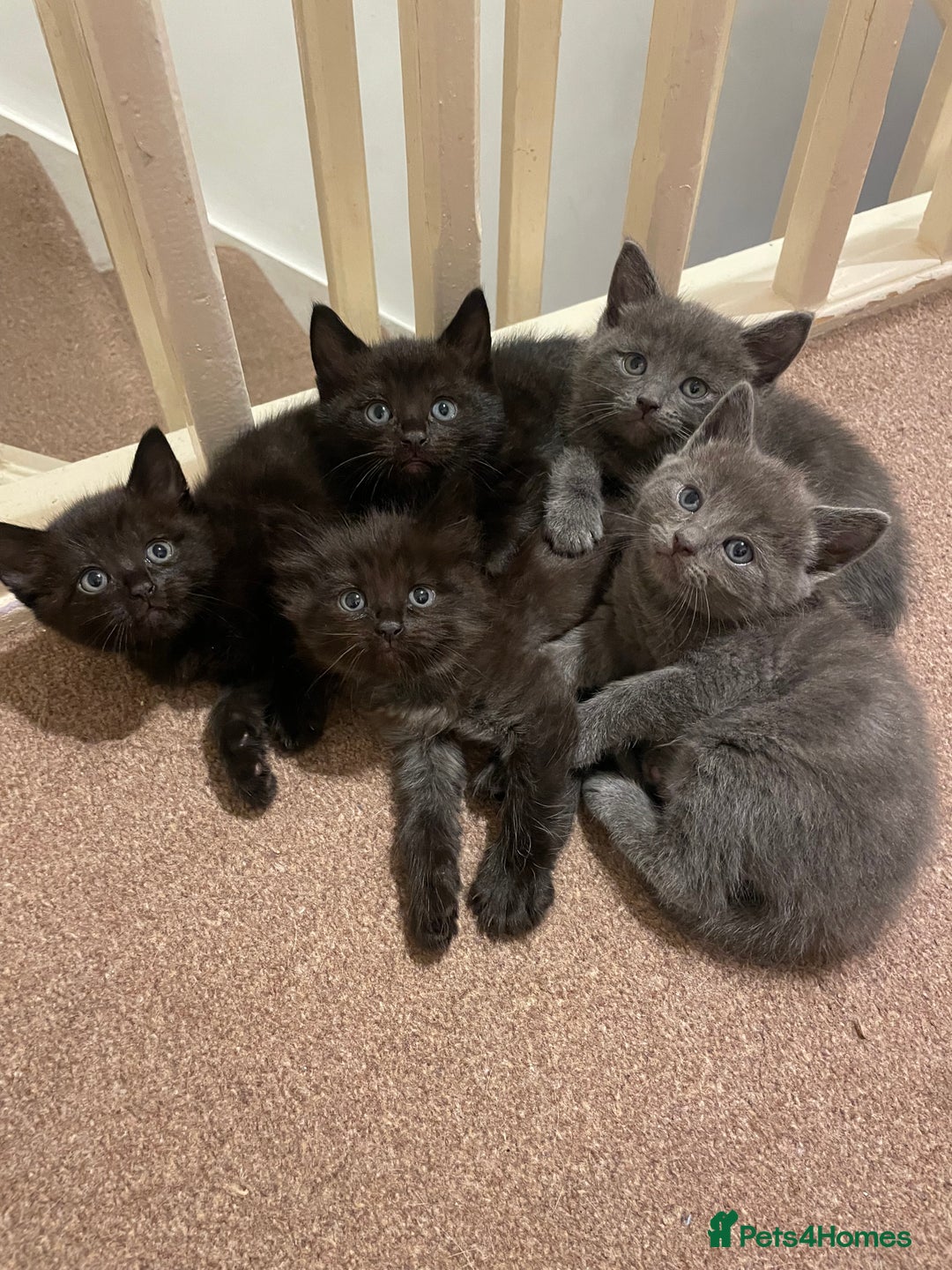 Mixed Breed cats for sale: Beautiful ragdoll x kittens  - Image 1