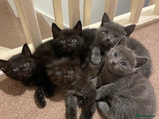 Mixed Breed cats - Advert 34