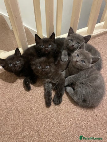 Mixed Breed cats - Advert 2