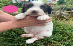 English Springer Spaniel dogs for sale: English Springer Spaniel Pups - Image 2