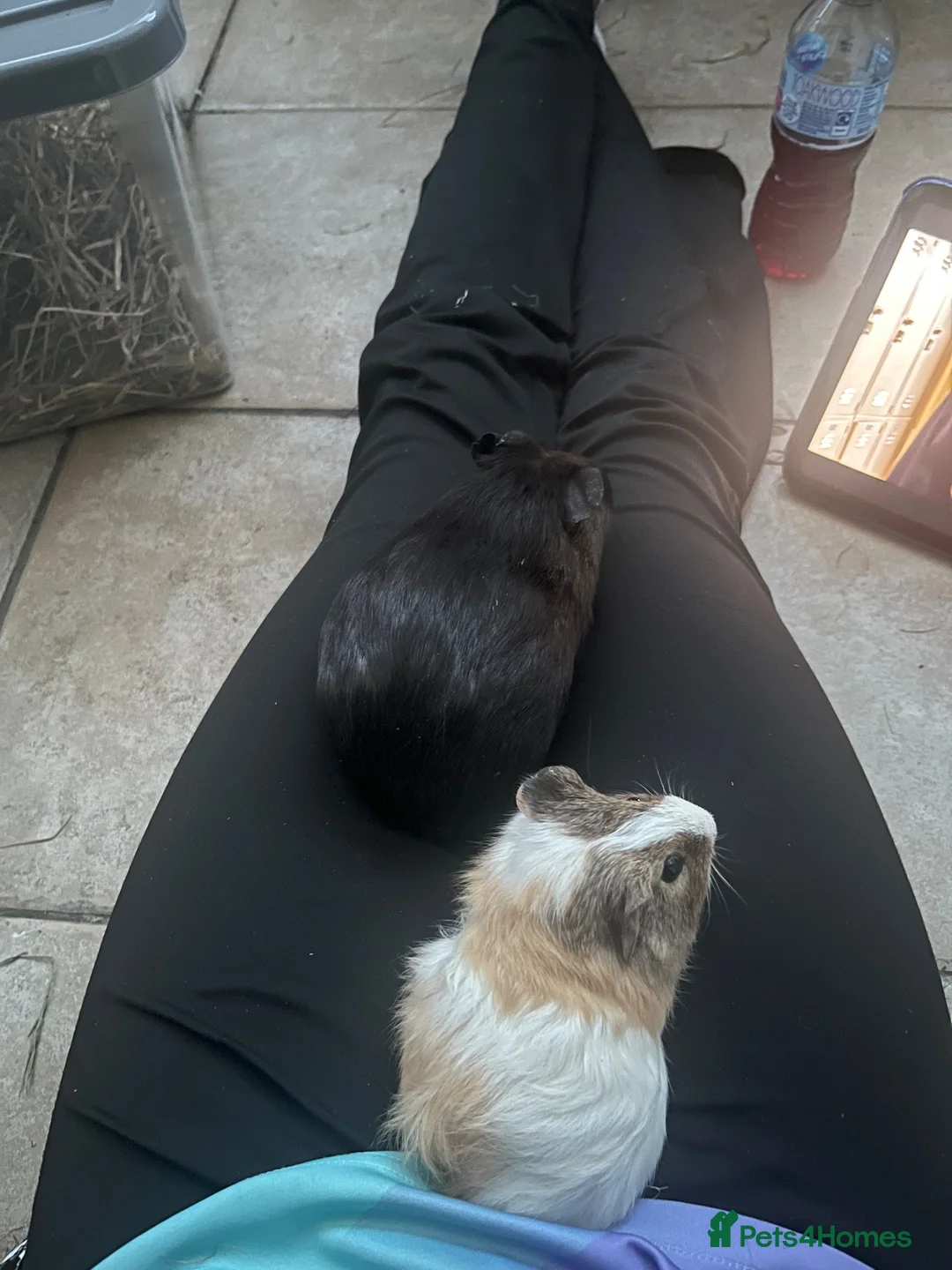Guinea Pig rodents for sale: Two female guinea pigs  in Chelmsford - Advert 1