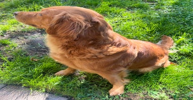 Golden Retriever dogs - Advert 11