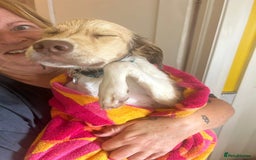 Mixed Breed dogs for adoption: Pocket - Norwich Norfolk  - Image 8