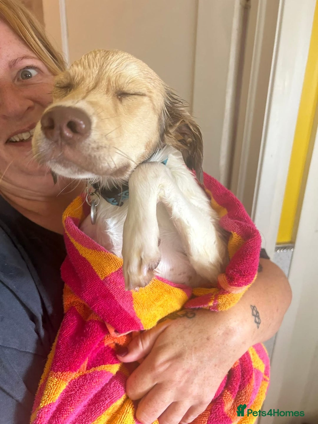 Mixed Breed dogs for adoption: Pocket - Norwich Norfolk  - Image 8