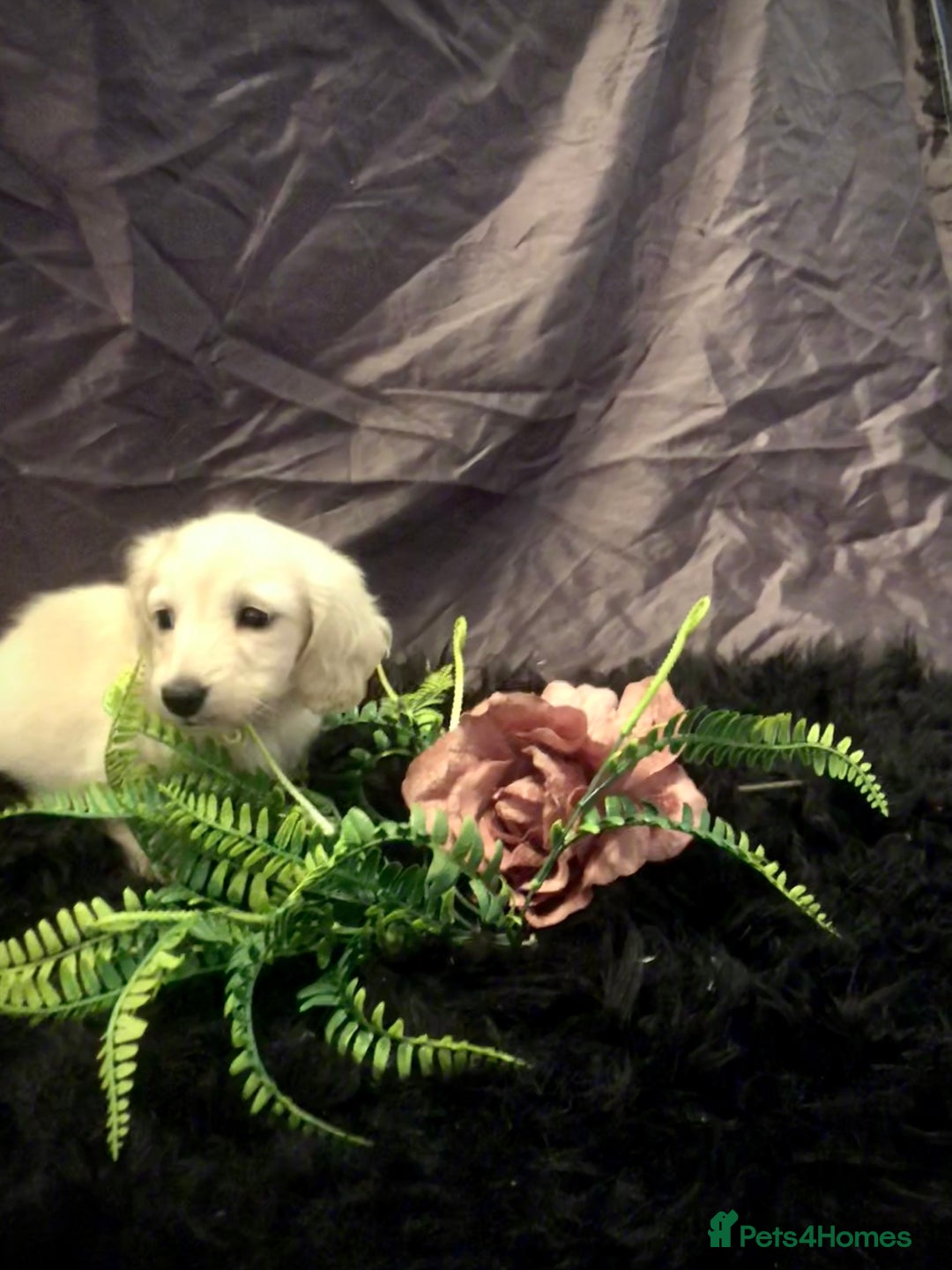 Miniature Dachshund dogs for sale: English Cream miniature dachshund  - Advert 39