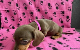 Miniature Dachshund dogs for sale: ADORABLE MINIATURE DACHSHUND PUPPIES FOR SALE  - Image 3