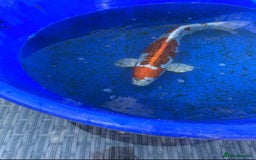 Koi Carp fish for sale: Koi fish - Image 11