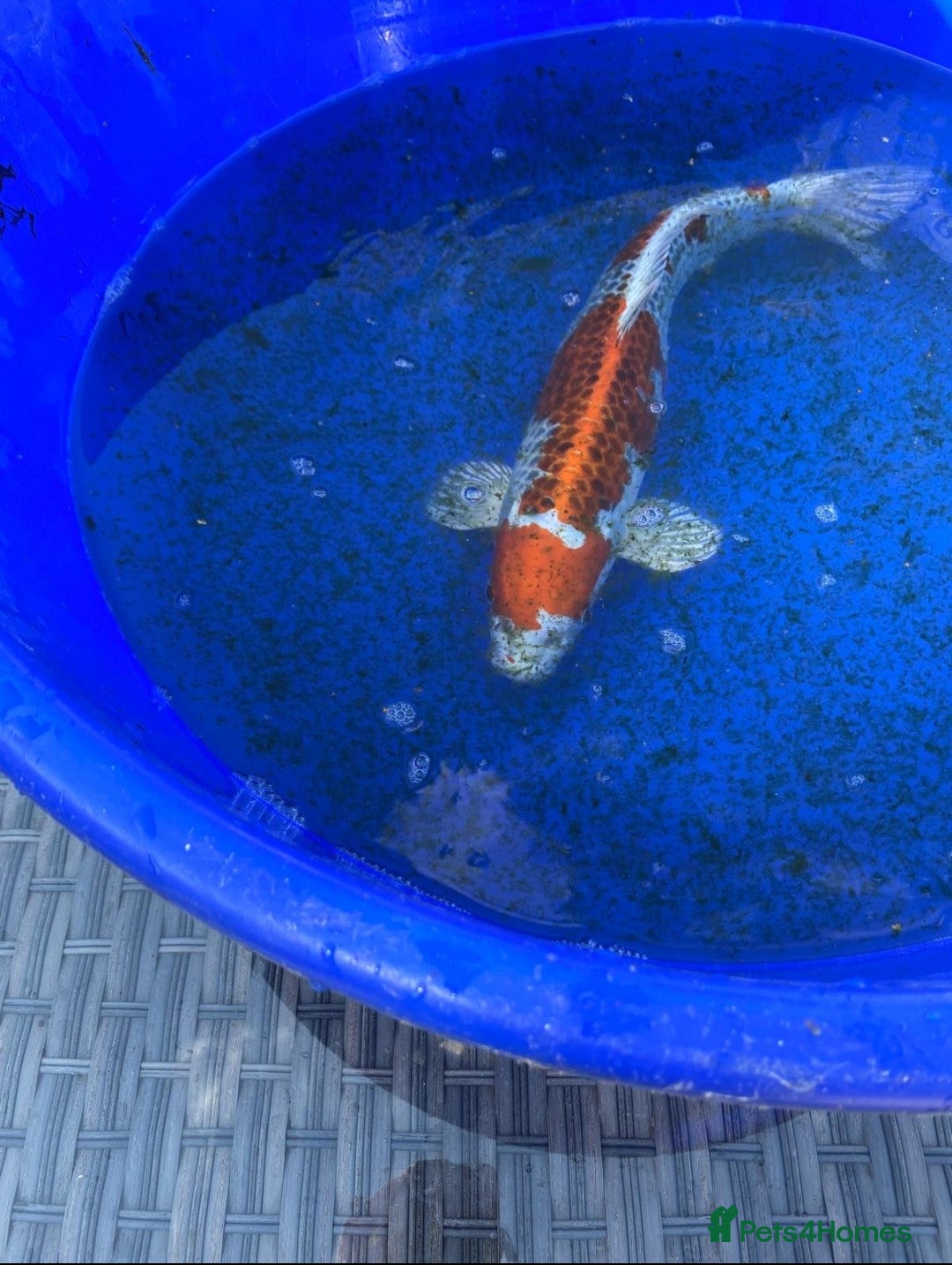 Koi Carp fish for sale: Koi fish - Image 11