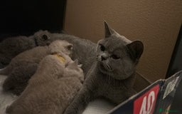 British Shorthair cats for sale: Meet the GCCF British Shorthair - Cuties - Image 10