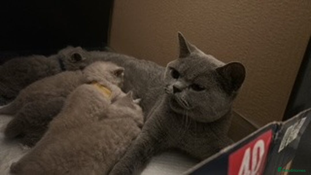 British Shorthair cats for sale: Meet the GCCF British Shorthair - Cuties - Image 10