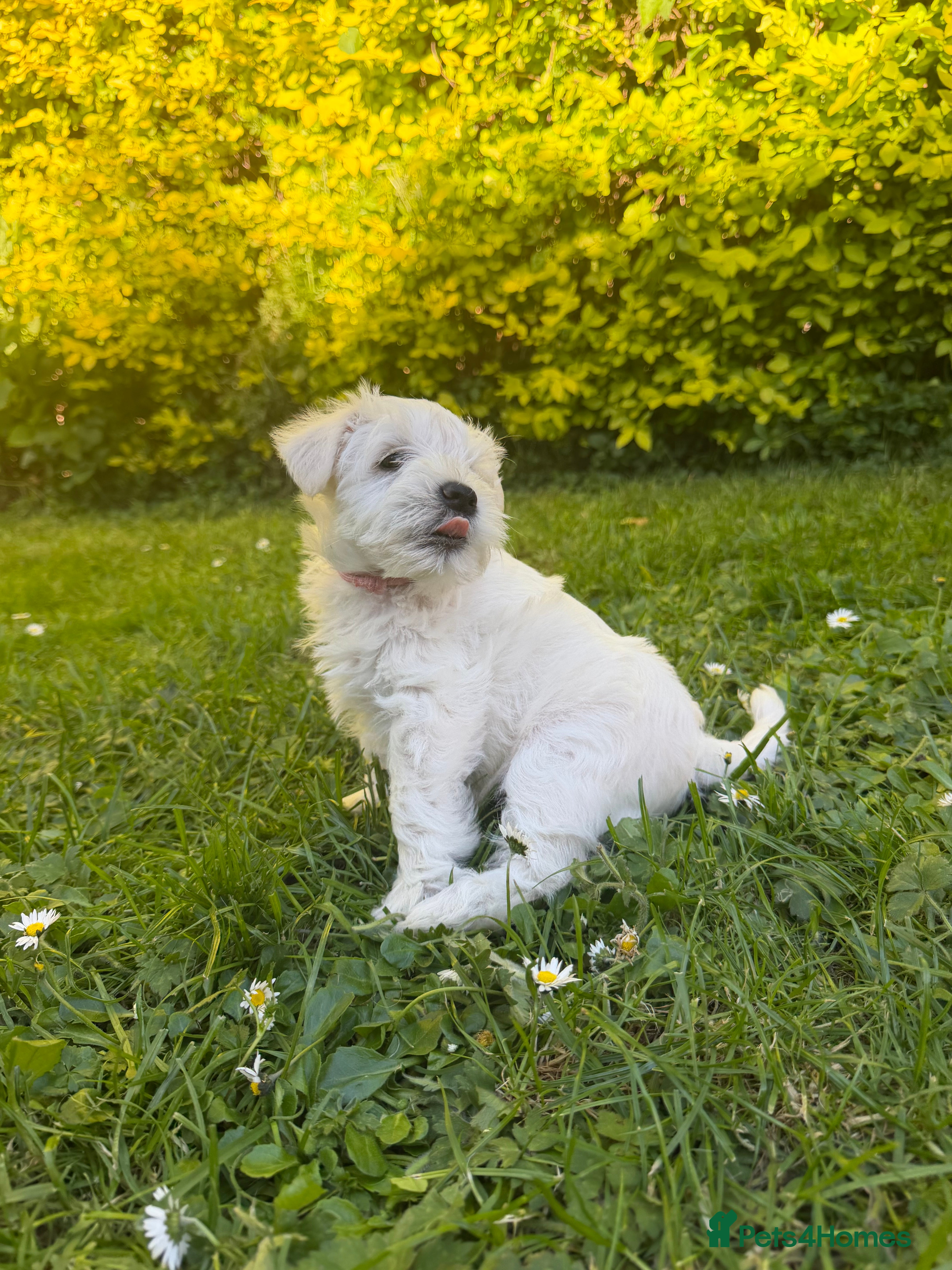 Miniature Schnauzer dogs for sale: Available: 🐾 3 Girls 🐾 2 Boys - Advert 26