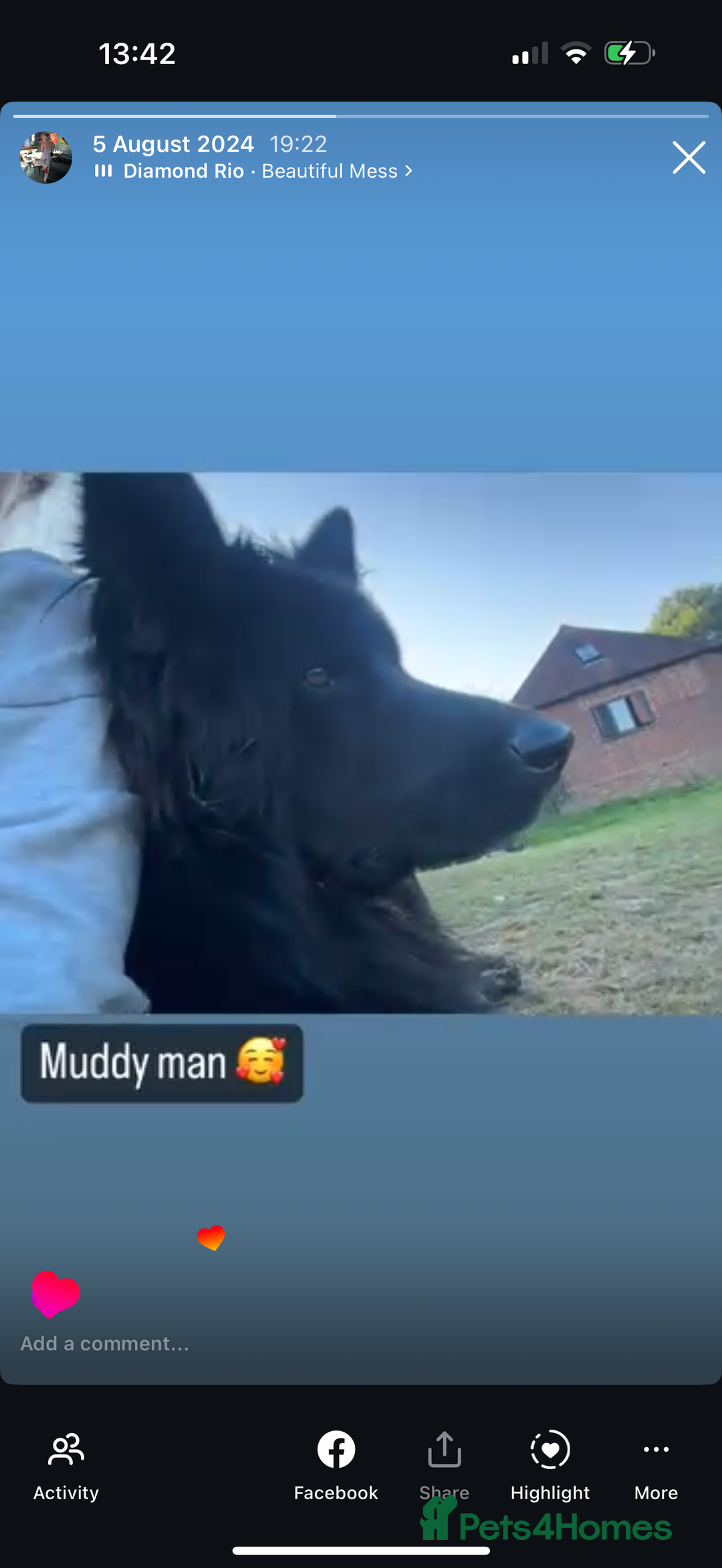 Mixed Breed dogs for sale: beautiful German shepherd x border collie puppies  - Image 13