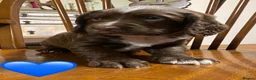 Sprocker dogs for sale: Sproker puppies born 21/9/2026 - Advert 24