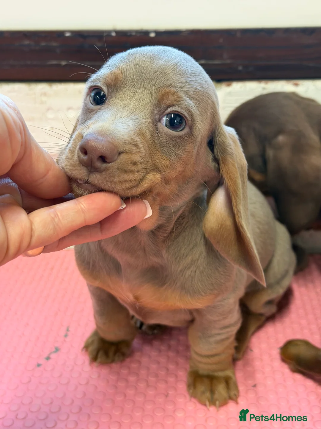Miniature Dachshund dogs for sale: Mini dachshund 2 smooth boys available  - Advert 30