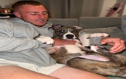 French Bulldog dogs for sale: Urgent: Kalli needs a forever home 🥺 - Image 4