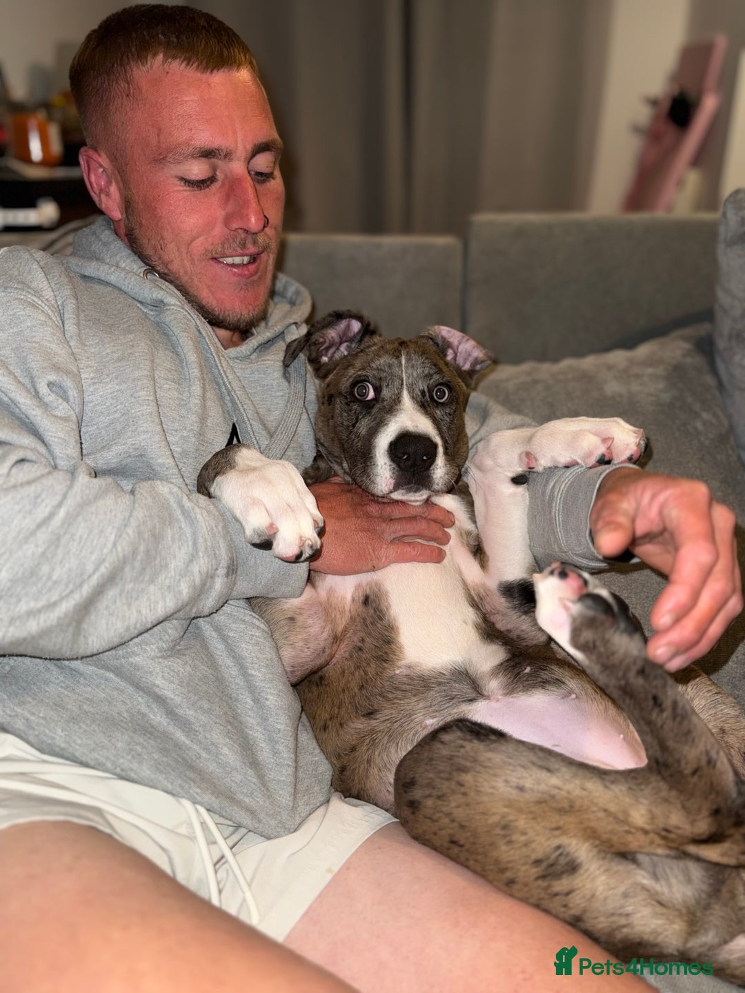 French Bulldog dogs for sale: Urgent: Kalli needs a forever home 🥺 - Image 4