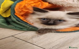 Ragdoll cats for sale: Ready now x - Advert 9