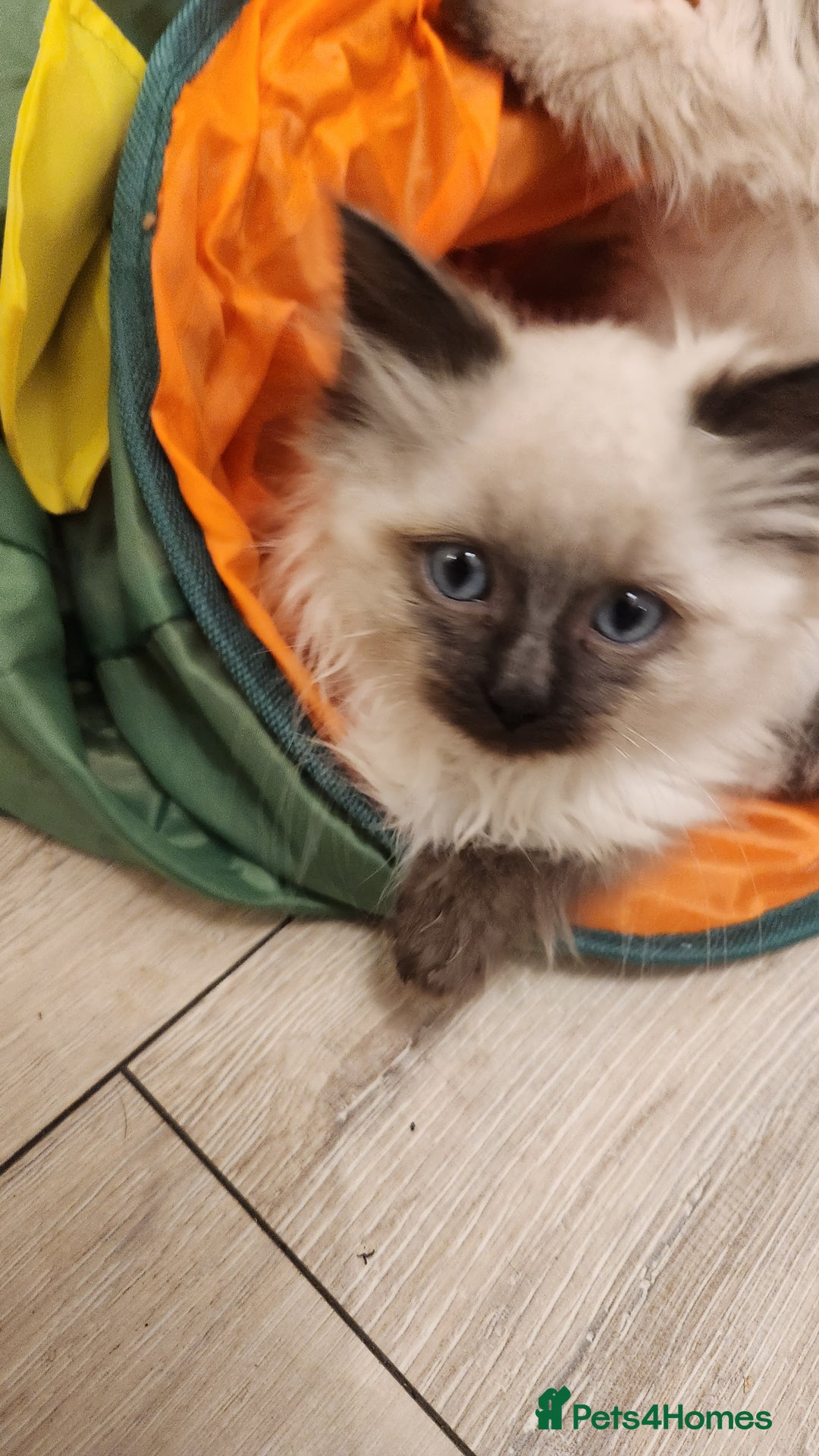 Ragdoll cats for sale: Ready now x - Advert 9